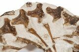 Fossil Partial Articulated Mosasaur Skeleton - Asfla, Morocco #346971-4